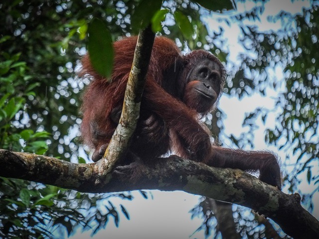 Semenggoh Wildlife Centre Day Trip (3 hours)